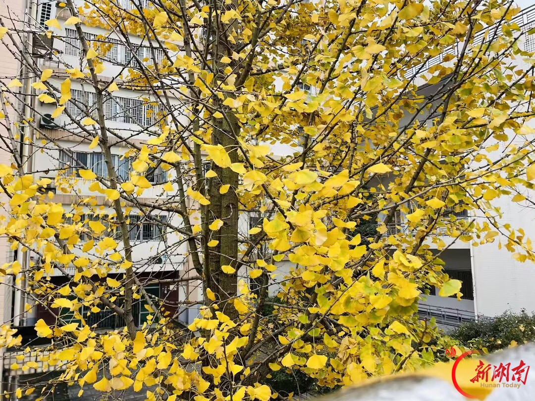 秋色征集令｜银杏染校园，邂逅湘南学院的秋日金黄