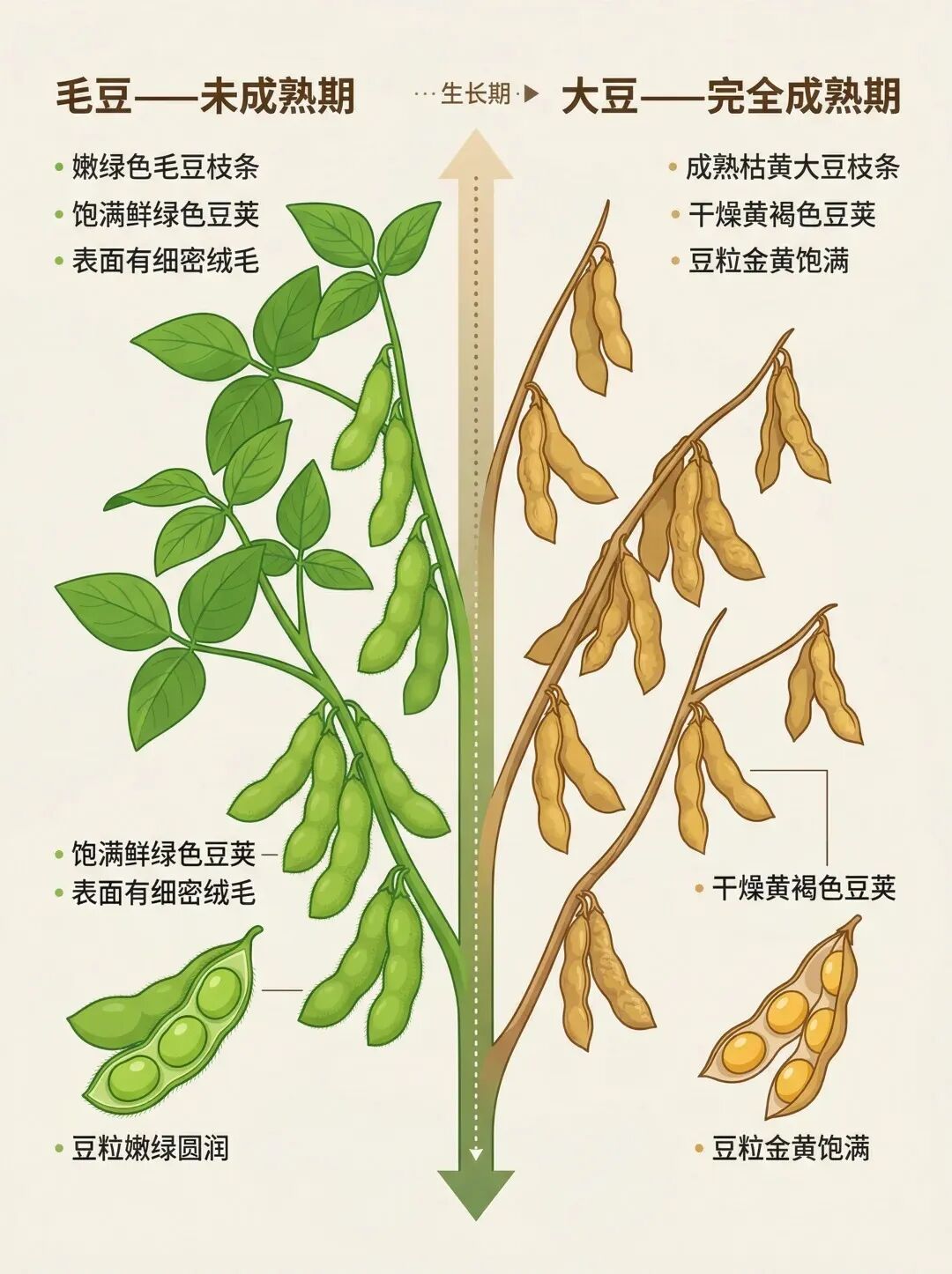 钙含量比牛奶还高，这种家常菜完全被低估了！