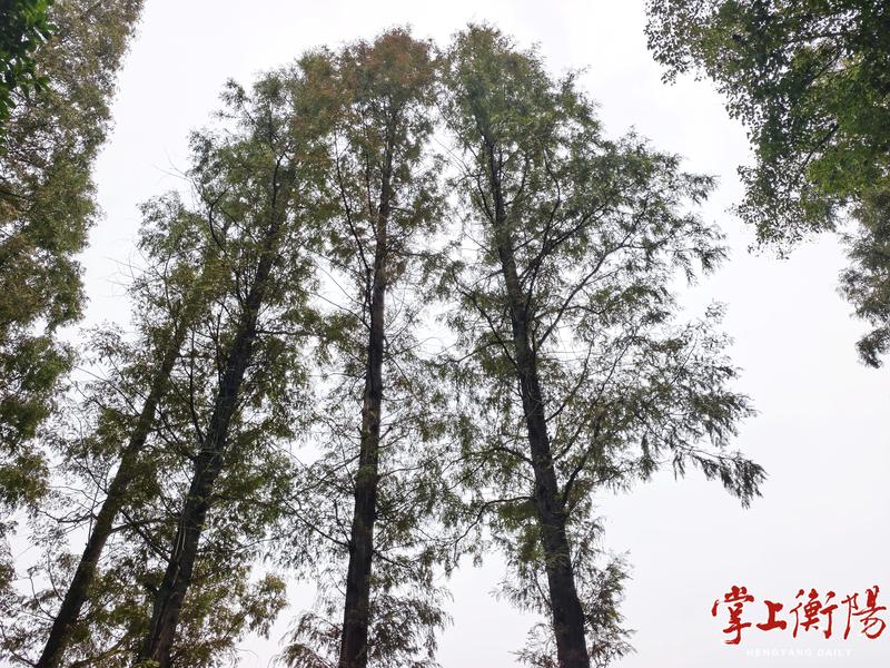 秋色斑斓！学宫苑水杉提前“换装”