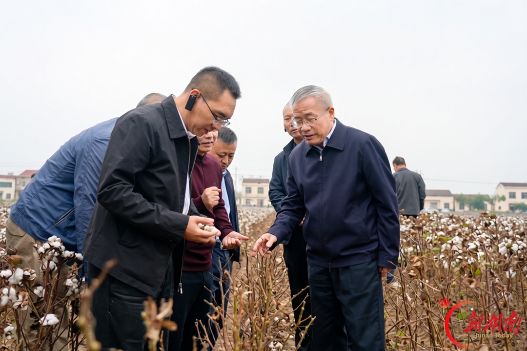 经济视野丨湖南这朵雪白的花，如何开得更盛
