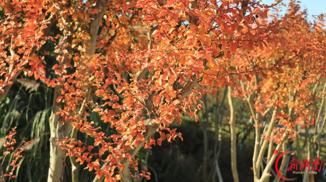 请收好这封秋天来信—— 把校园的秋色,拍成写给青春的情书