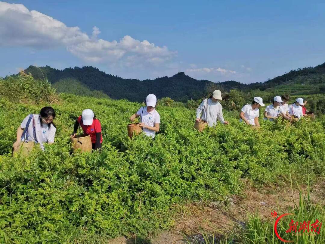 一捧苞谷 一炉炭火