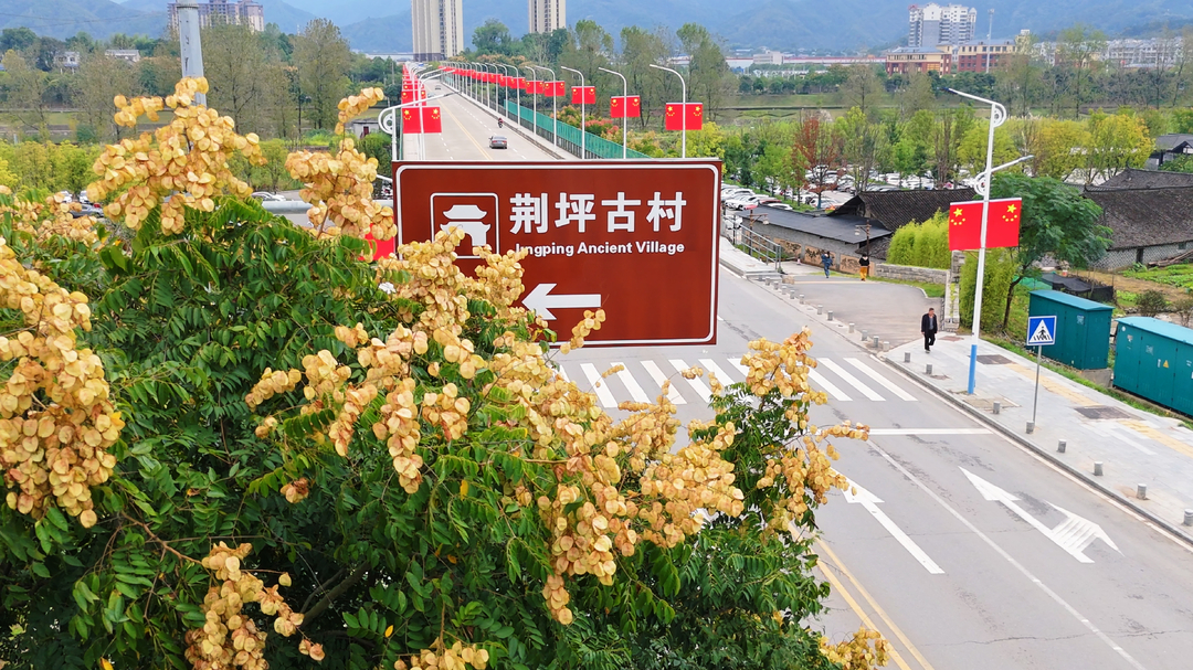 飞阅中方｜栾树映长街 秋日好风景