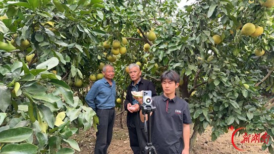 “柚” 见生机!湘乡泉塘多方接力助销红心柚