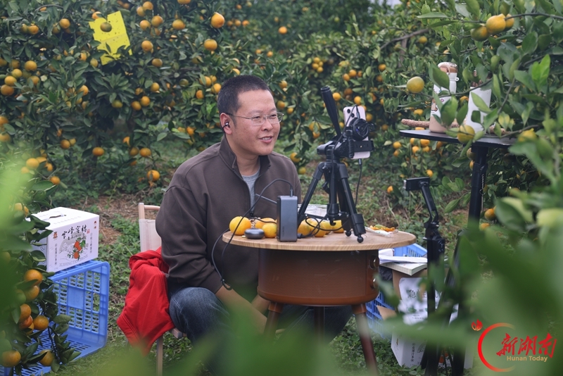 雪峰蜜桔热销网络