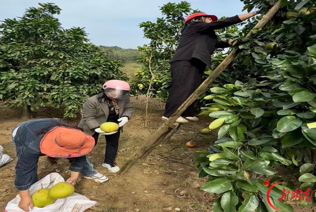 “柚” 见生机!湘乡泉塘多方接力助销红心柚