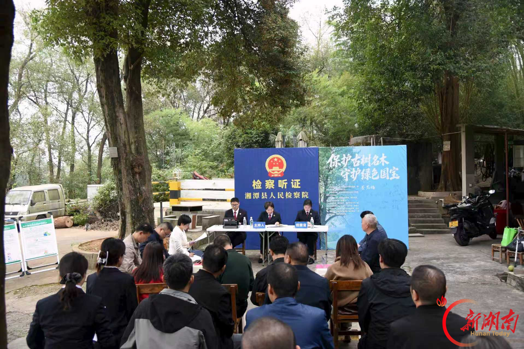 一场开在古树下的听证会，守护穿越百年的“活文物”