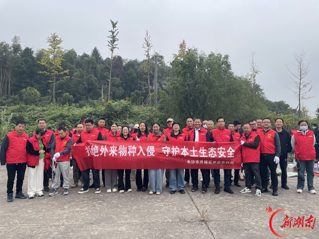 党建红守护生态绿！开福区开展“加拿大一枝黄花”专项除治志愿行动