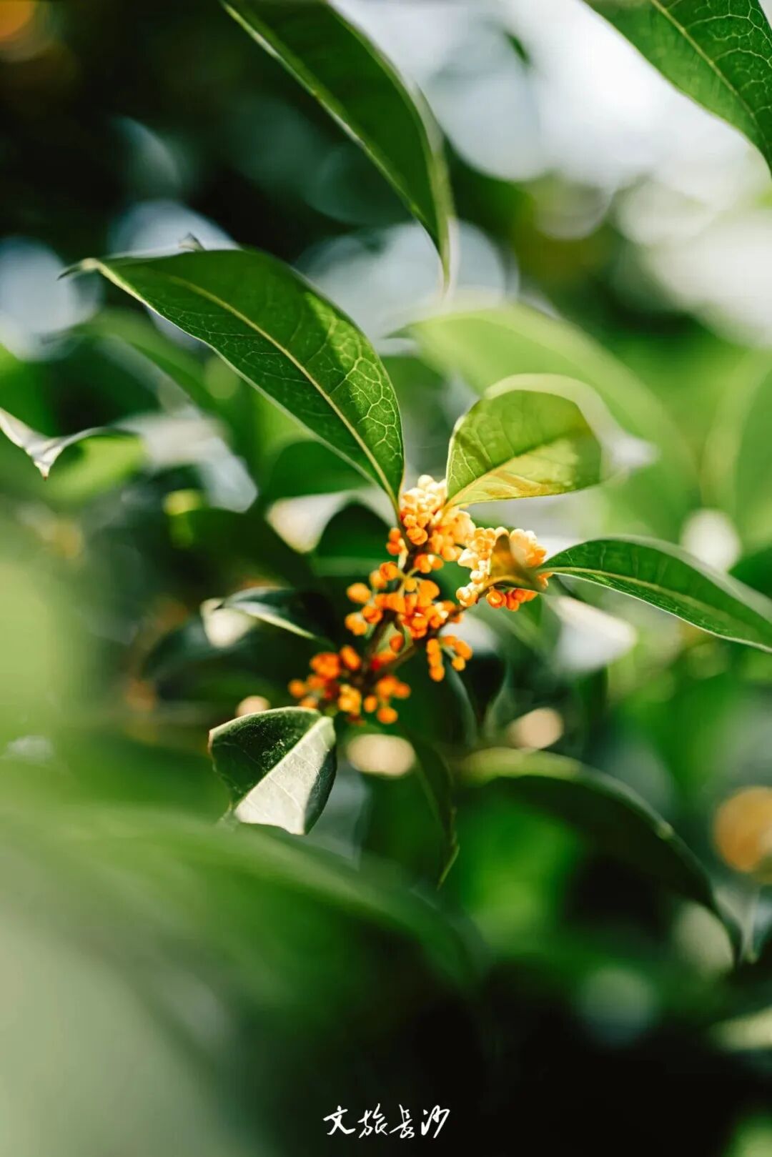 周末·赏秋丨花海、芦苇、落日……长沙的秋比滤镜里的还要好看