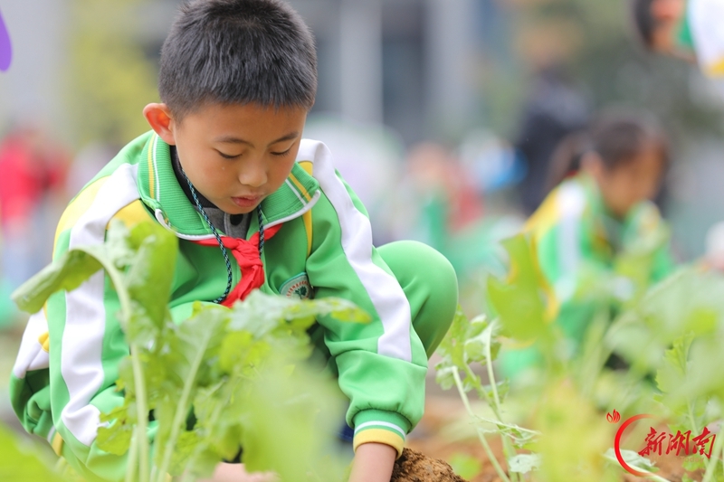 亲子共植油菜苗