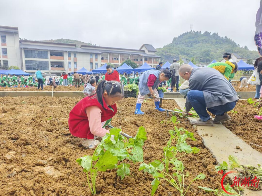 把劳动课堂搬进田间地头!湘西州溶江小学亲子共育劳动基地开园