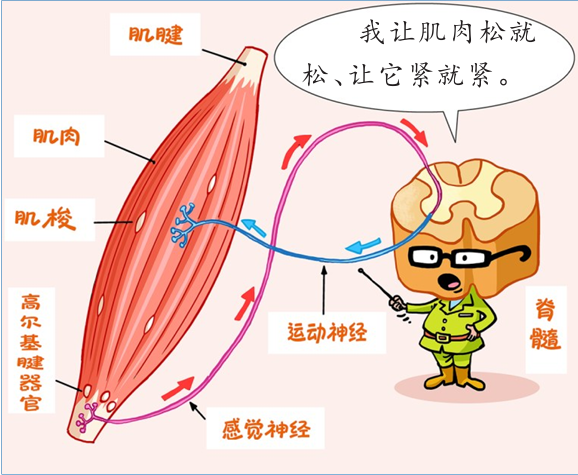 晚上睡觉总抽筋?可能不只是缺钙……(附快速缓解方法)