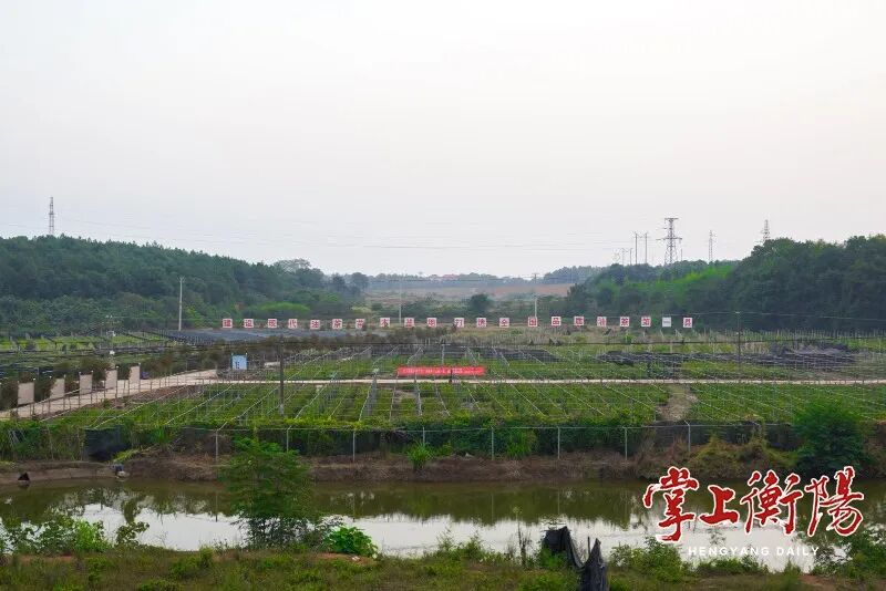 从“第一大市”到“第一强市”，衡阳油茶如何破局？