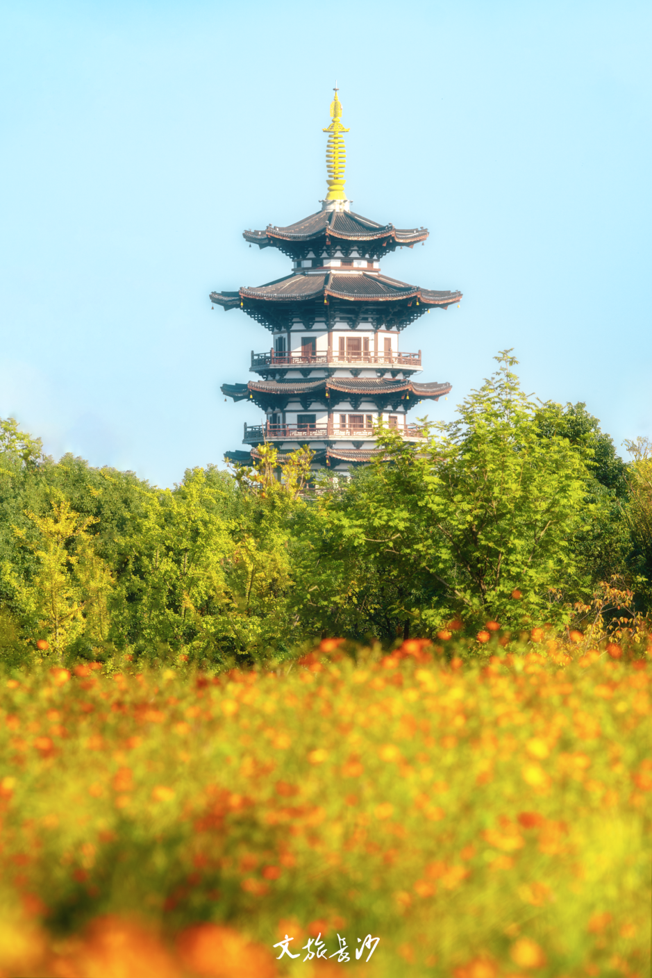 周末·赏秋丨花海、芦苇、落日……长沙的秋比滤镜里的还要好看
