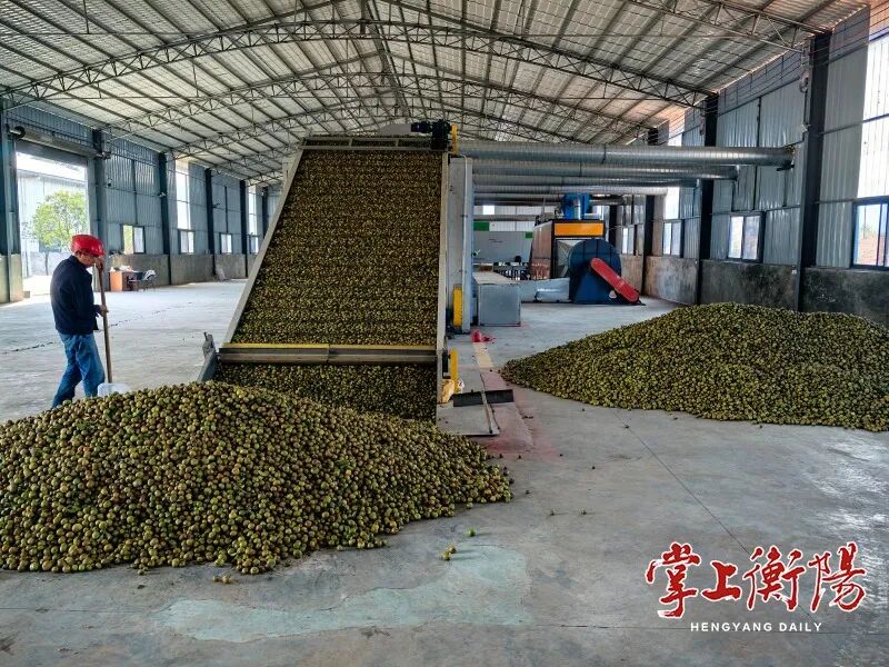 从“第一大市”到“第一强市”，衡阳油茶如何破局？