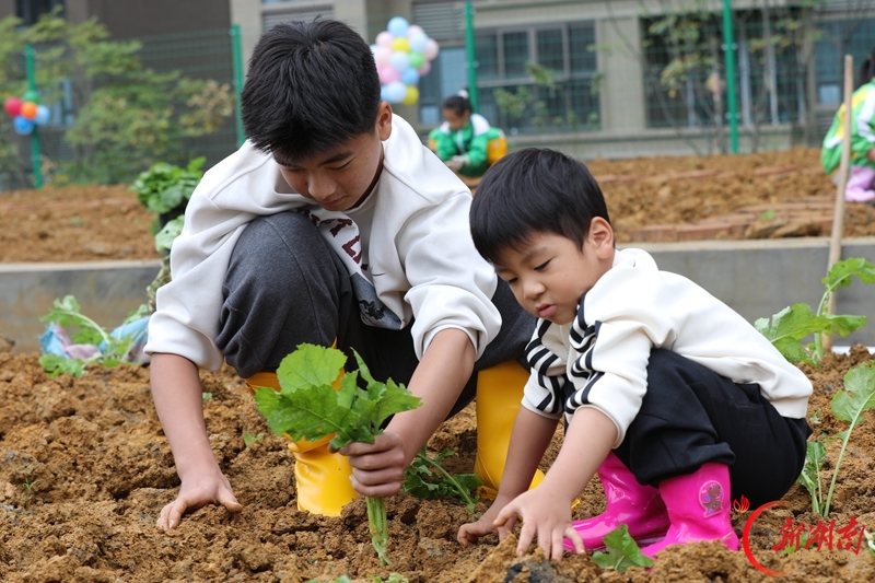 亲子共植油菜苗