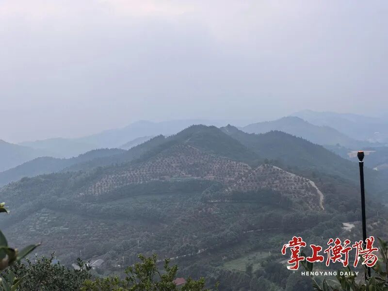 从“第一大市”到“第一强市”，衡阳油茶如何破局？