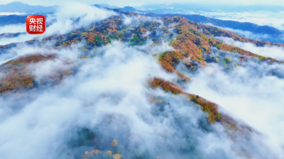 周末·赏秋丨秋已深,叶正红!这些地方最美秋色已上线