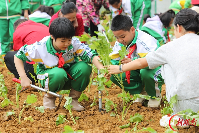 亲子共植油菜苗