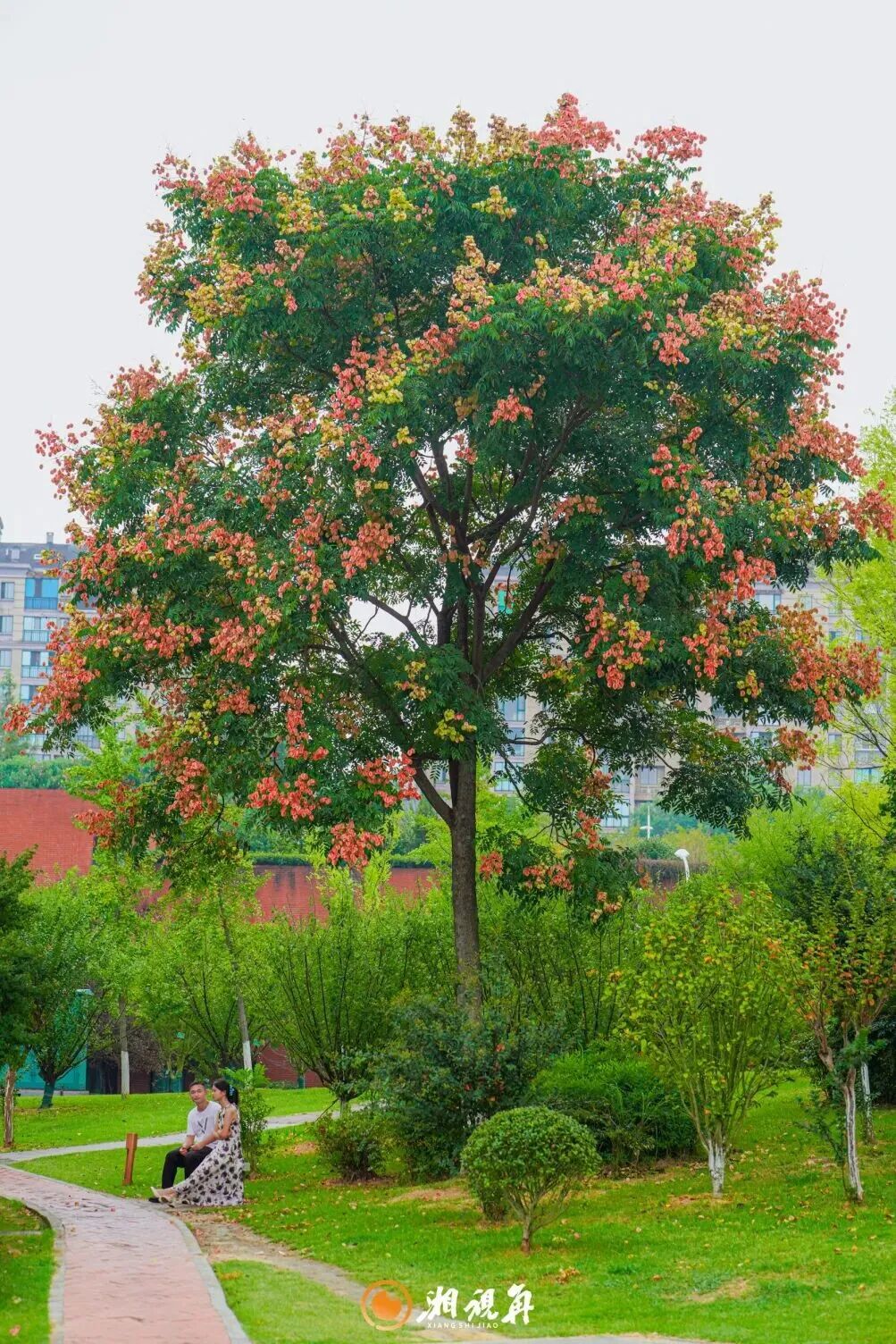 周末·赏秋丨花海、芦苇、落日……长沙的秋比滤镜里的还要好看