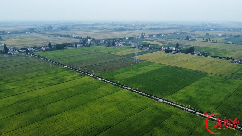夯实洞庭湖区粮食安全根基