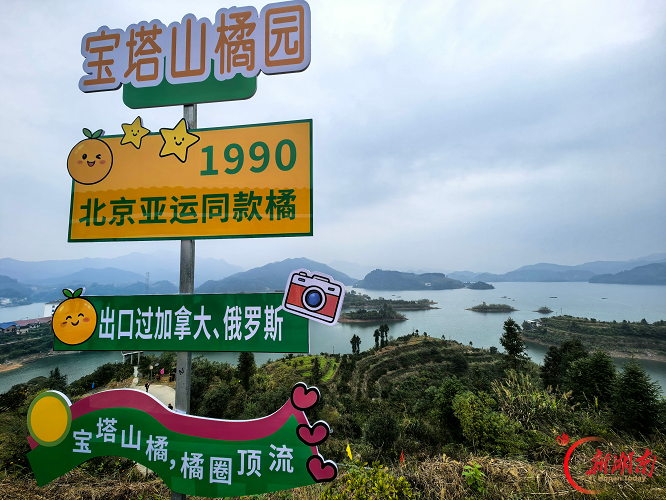 安化县|宝塔山村进入甜蜜季