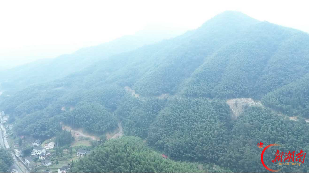 桃江县｜沉睡30年，蒋家冲村600亩竹林被一条路“叫醒”