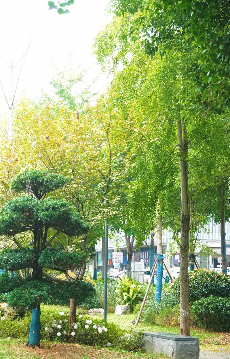 湘江新区建成123处公园，小口袋藏大幸福
