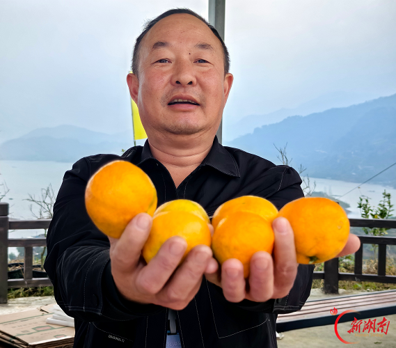 赴一场“橘香之约”——安化宝塔山村柑橘助农季活动见闻