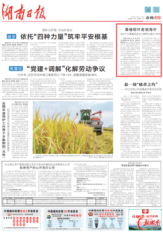 桑植粽叶走俏海外@湖南日报市州版