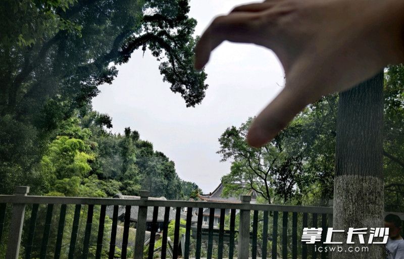岳麓山上树丫引游客争相“拼心”，成网红打卡点