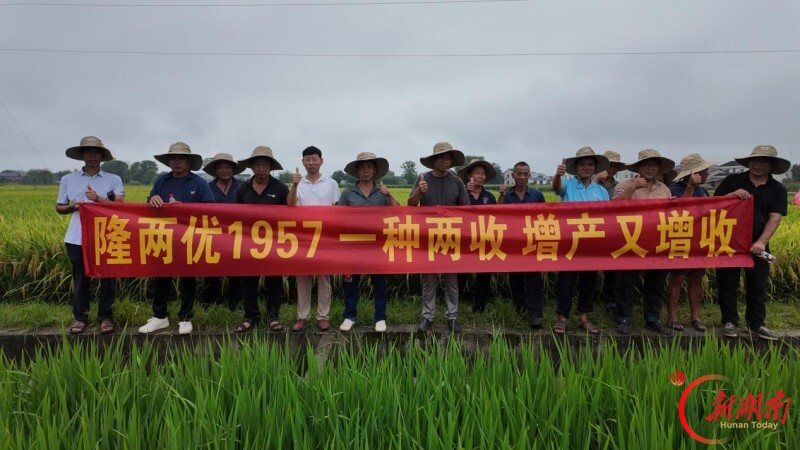 隆两优1957多点观摩验良种,丰产答卷迎丰收