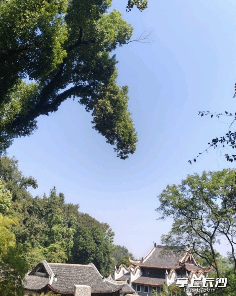 岳麓山上树丫引游客争相“拼心”，成网红打卡点
