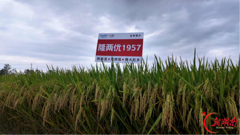 隆两优1957多点观摩验良种,丰产答卷迎丰收