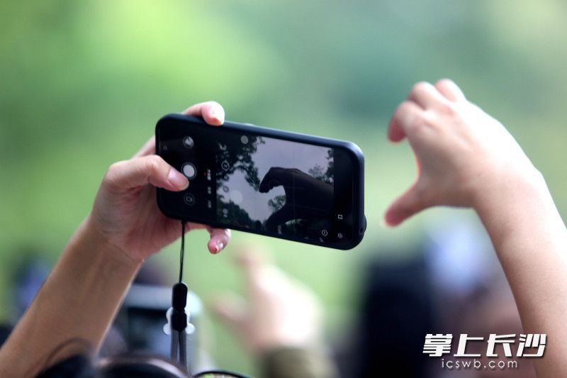 岳麓山上树丫引游客争相“拼心”，成网红打卡点
