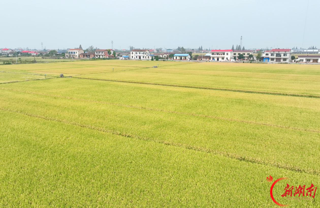 沅江市︱耕地97.1%都是高标准农田