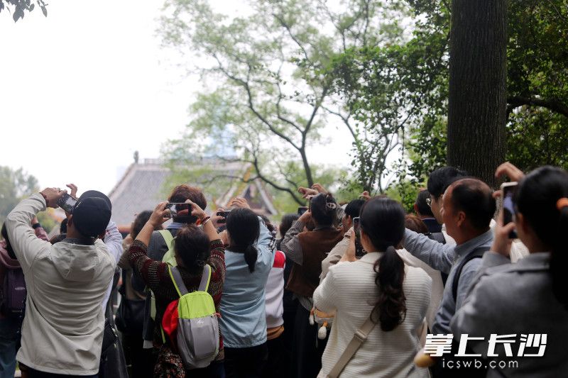 岳麓山上树丫引游客争相“拼心”，成网红打卡点