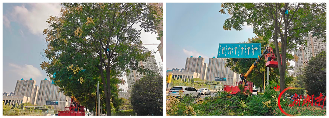 精修细剪除隐患 提质美颜保畅通——永州市冷水滩区环卫和园林中心开展城区行道树专项修剪作业