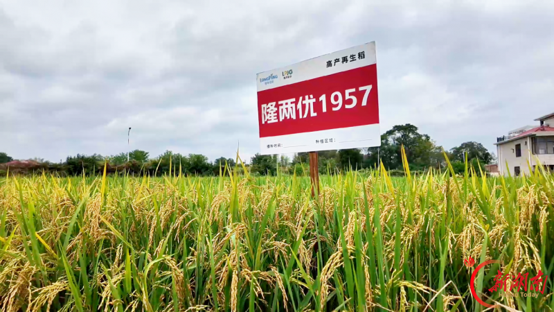 隆两优1957多点观摩验良种,丰产答卷迎丰收