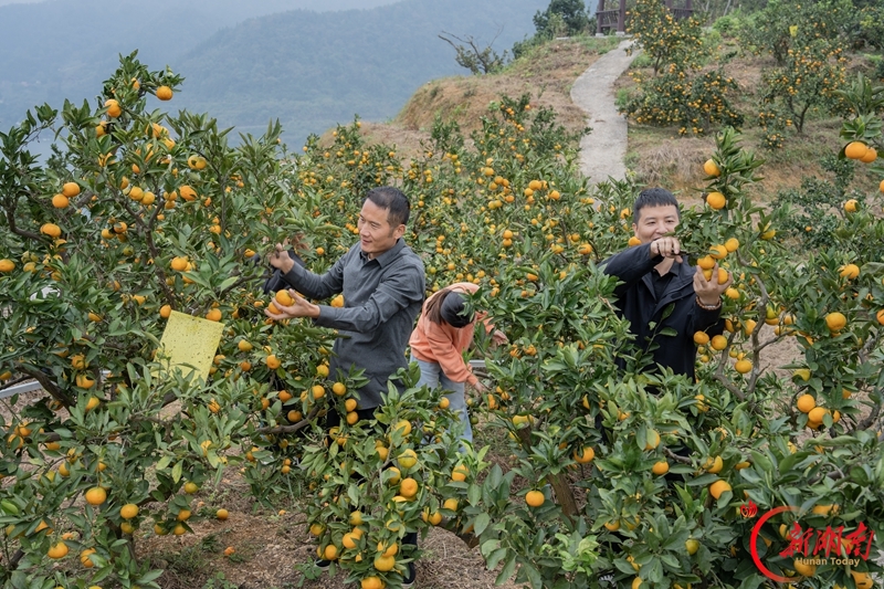 蜜橘丰收引客来