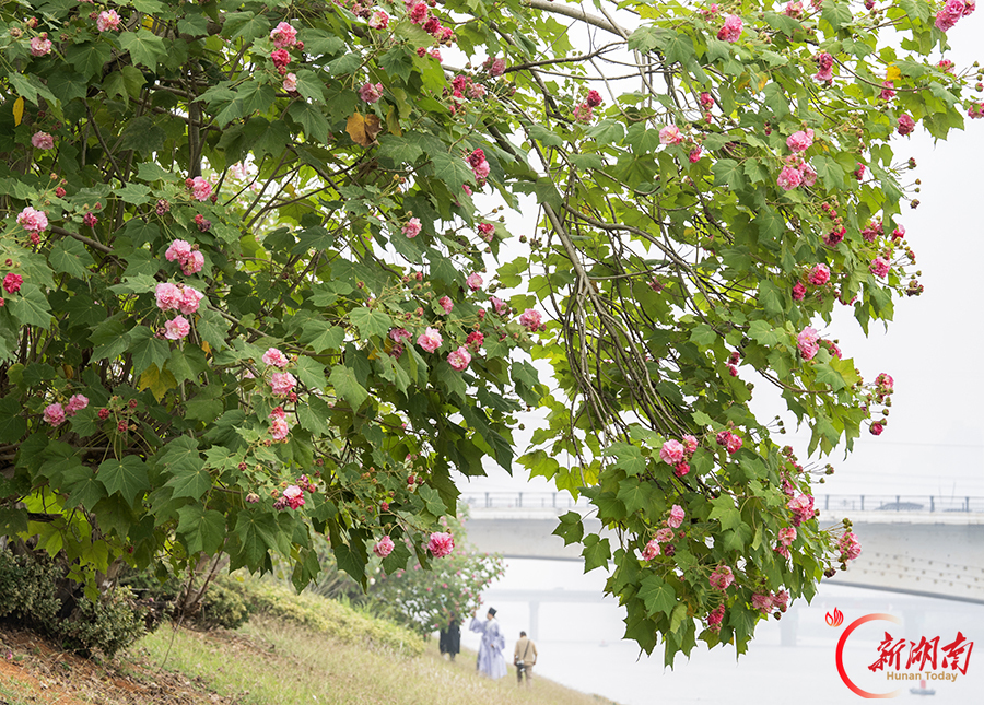 木芙蓉迎来盛花期