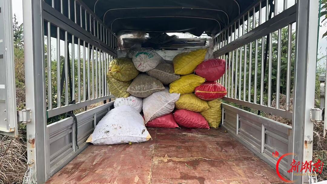 油茶硕果满青山，芷江新店坪镇特色产业赋能乡村振兴