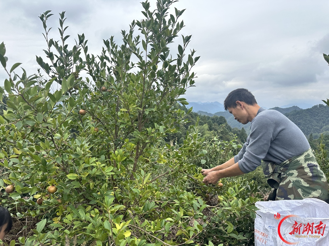 油茶硕果满青山，芷江新店坪镇特色产业赋能乡村振兴