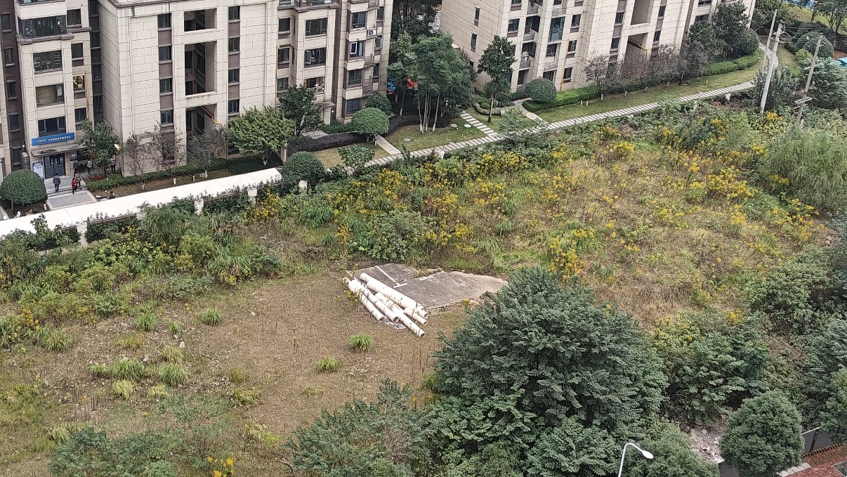 路上这片黄 不是风景！“小小”黄花到底有什么影响？