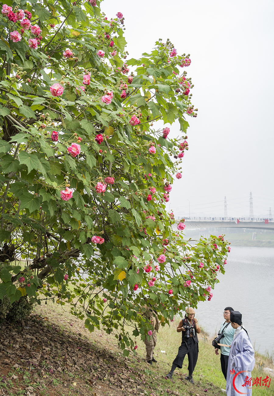 木芙蓉迎来盛花期