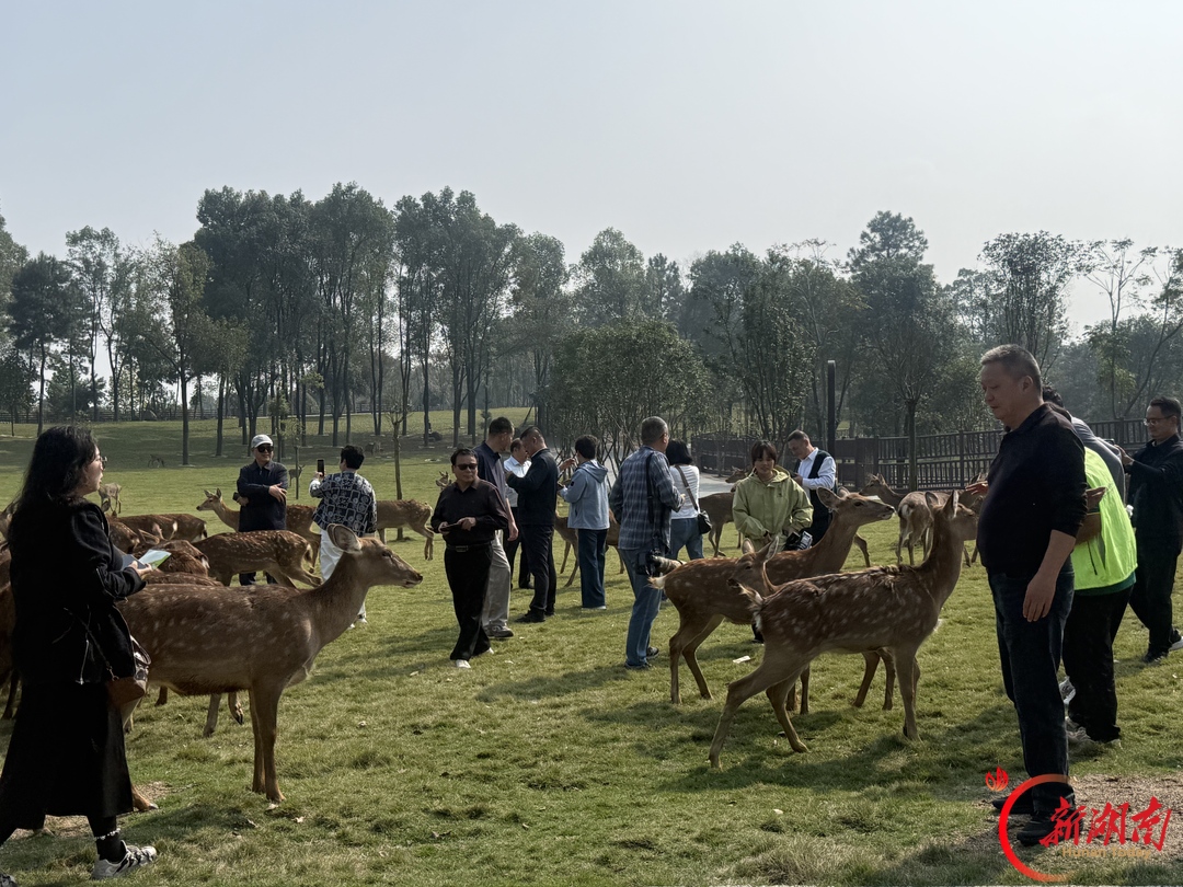 文学名家写汉寿 一湖飞鸟入文章——以文学赋能大张家界国际旅游区建设