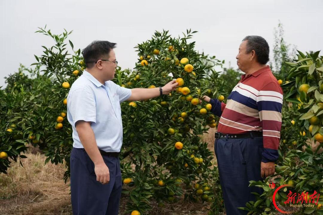 洞口县:金融赋能蜜桔产业 甜香铺展振兴画卷