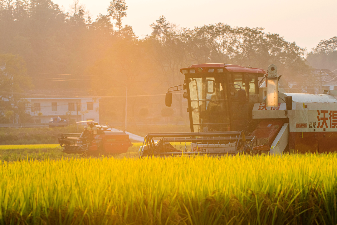 稻子熟了,好美!