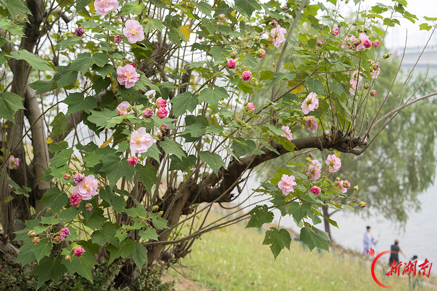 木芙蓉迎来盛花期