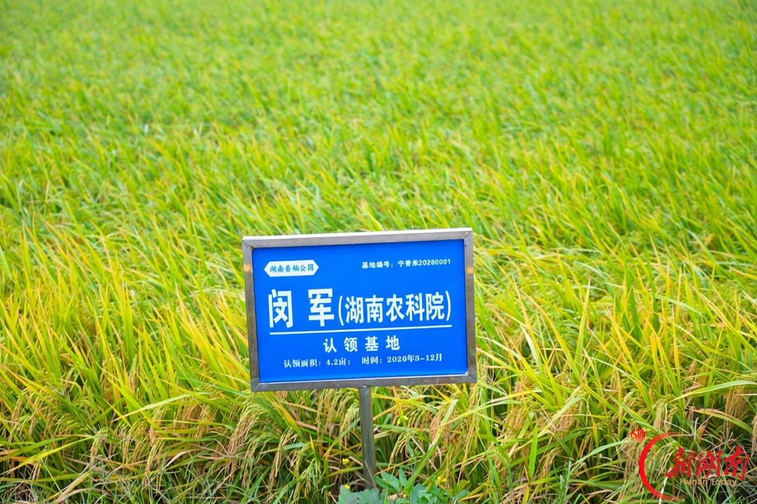 专家认领“责任田” 合力种出优质稻